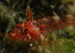 Lofty Triplefin  (Enneanectes altivelis )  60mm  Bonaire ... by John Roach 